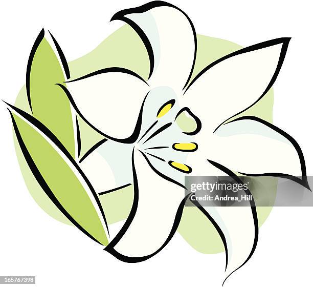 vector icon of an easter lily flower on white background. - easter lily stock illustrations