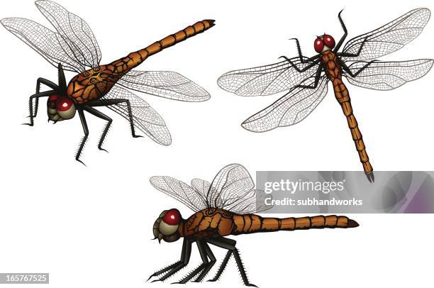 dragonfly - dragonfly stock illustrations