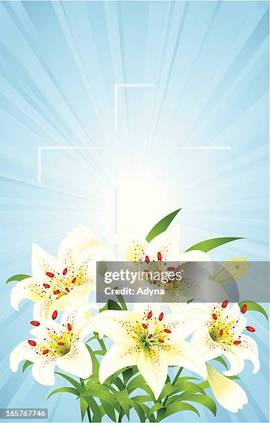 ilustraciones, imágenes clip art, dibujos animados e iconos de stock de lirio de pascua - easter lily