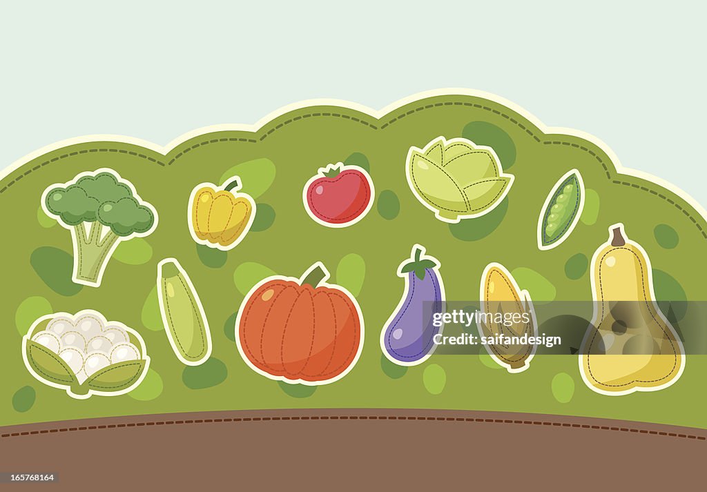 Vegetables grows on the ground