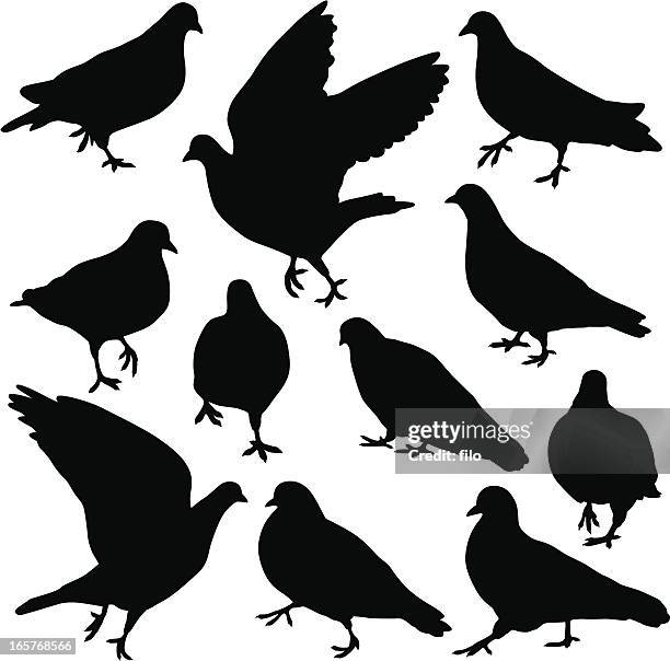 pigeon silhouettes - pigeon isolated stock illustrations