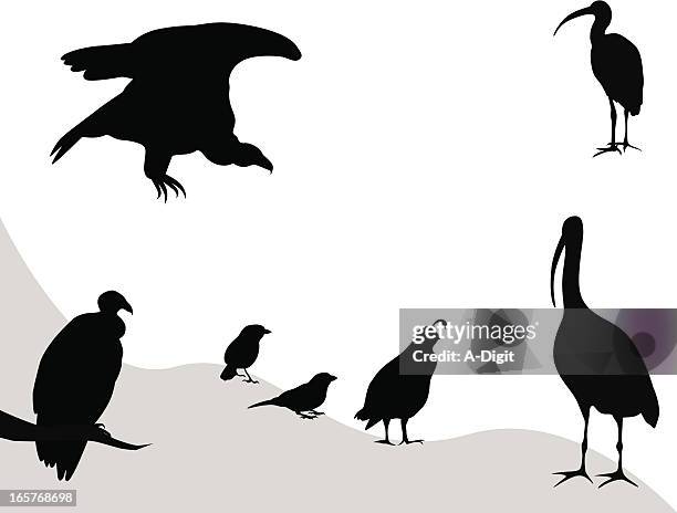 birdly vector silhouette - ptarmigan stock illustrations