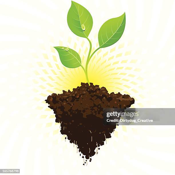 illustrations, cliparts, dessins animés et icônes de jeune pousse croissance avec sunburst - racine terre