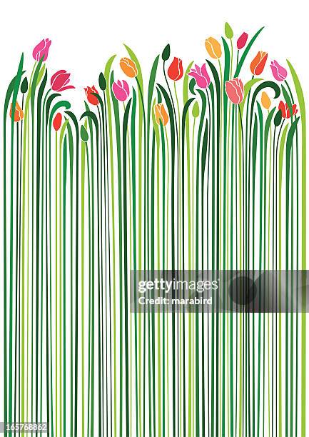 illustrazioni stock, clip art, cartoni animati e icone di tendenza di tulipani - white flower field