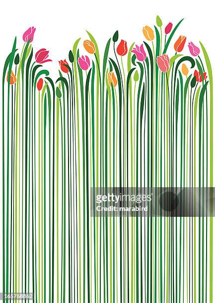 bildbanksillustrationer, clip art samt tecknat material och ikoner med an illustration of tulips with very long green stems - tulpaner