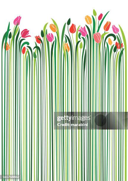 an illustration of tulips with very long green stems - flowerbed isolated stock illustrations