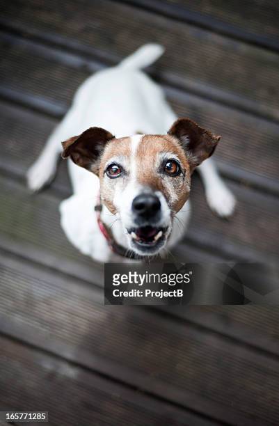 jack russell terrier hund bellen - bellen stock-fotos und bilder