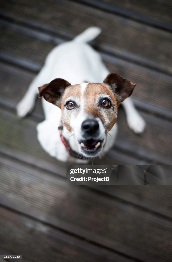 Jack Russell Terrier dog barking