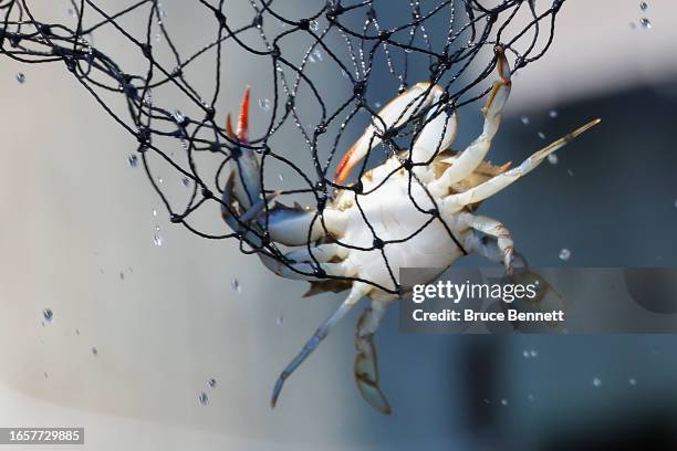 Visitor captures a blue crab in the Connetquot River on Labor Day Weekend on September 03, 2023 in Great River, New York. The weekend marks the...