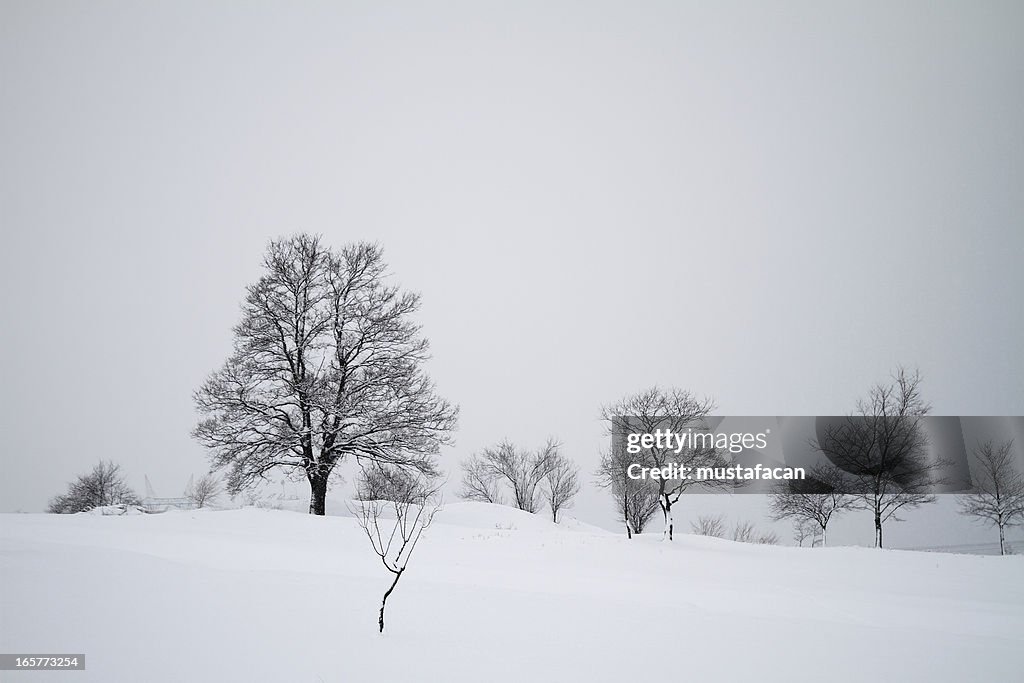 Winter Landscape