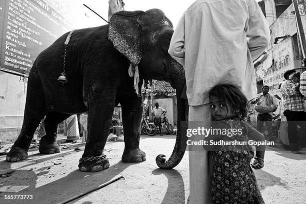 Kid was afraid of elephant and stood behind her father, shot at Kaveripattinam, India