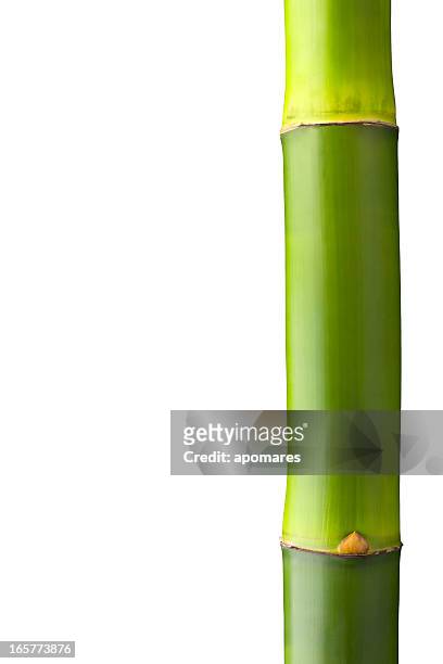 close up of a bamboo stalk with clipping path - 竹 材料 個照片及圖片檔