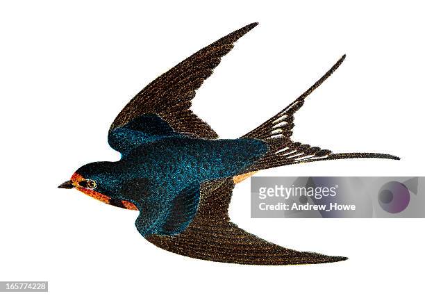 barn swallow - hand coloured engraving - painted image stock illustrations