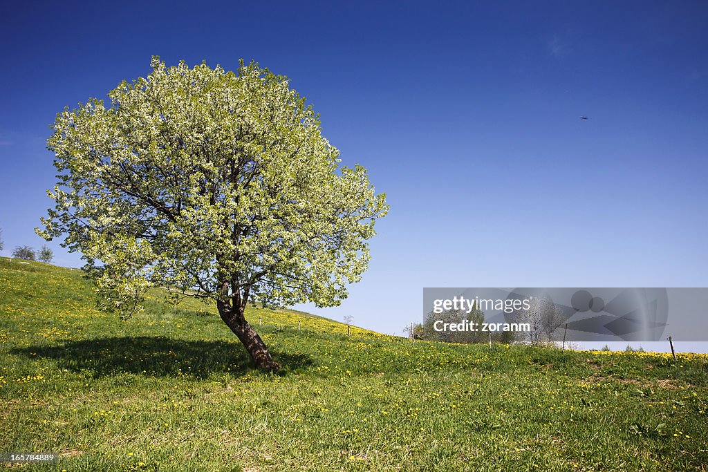 Lonely tree