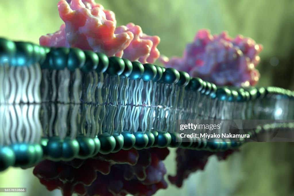 Image of membrane proteins penetrating the phospholipid bilayer.