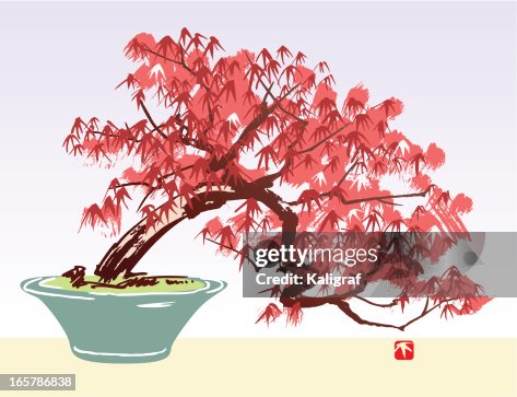 Acer Tree Acer Tree