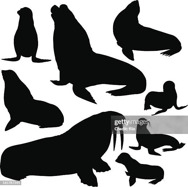 seals, sea lions and walrus silhouettes - elephant seal stock illustrations