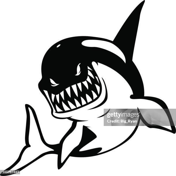 ferocious killer whale - killer whale stock illustrations