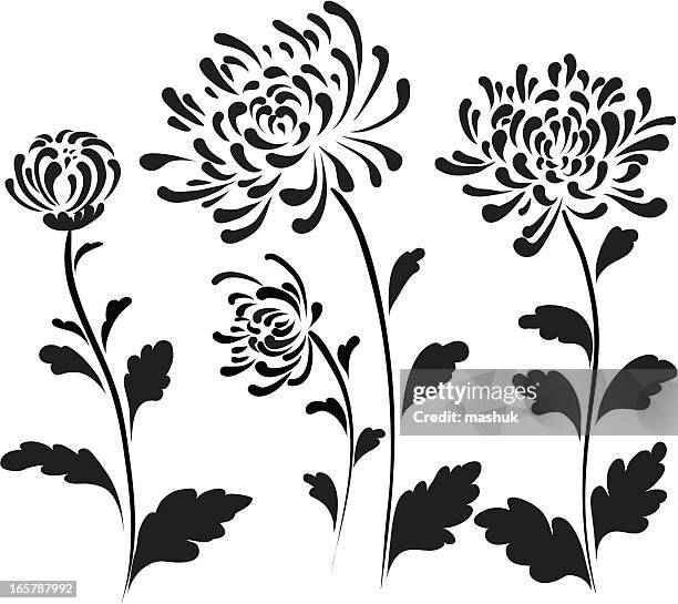 chrysanthemum - chrysanthemum stock illustrations