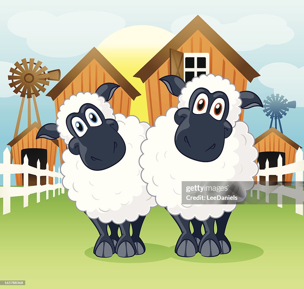 Sheep on the Farm