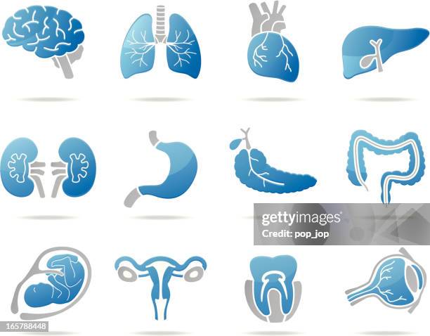 illustrations, cliparts, dessins animés et icônes de organes humains icônes - organe interne humain