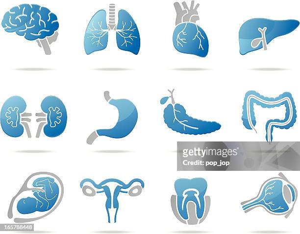 ilustrações, clipart, desenhos animados e ícones de ícones de órgãos humanos - pâncreas órgão interno