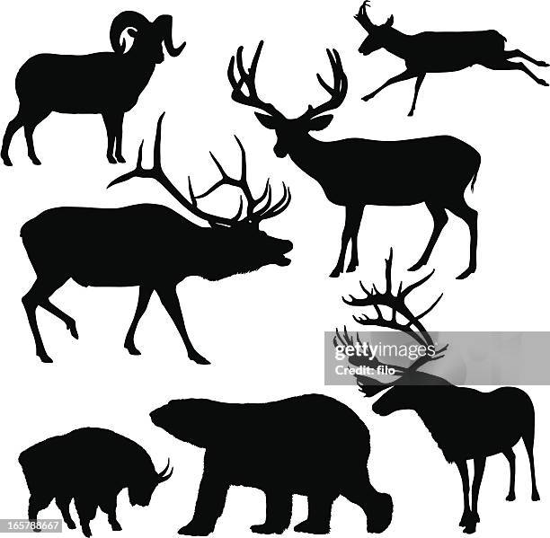 ilustraciones, imágenes clip art, dibujos animados e iconos de stock de amplio siluetas de mamífero - cabra montés americana
