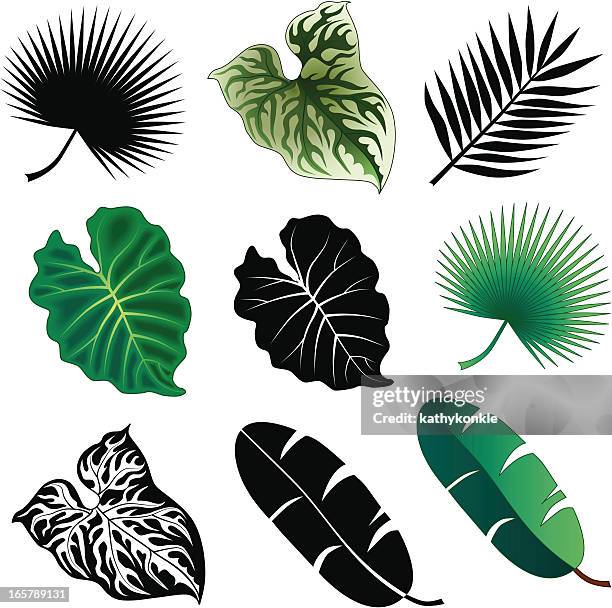 tropical leaves - banana leaves stock illustrations