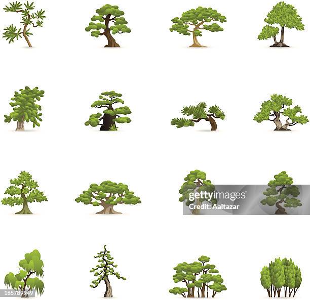 bildbanksillustrationer, clip art samt tecknat material och ikoner med color icons - green trees - cederträd