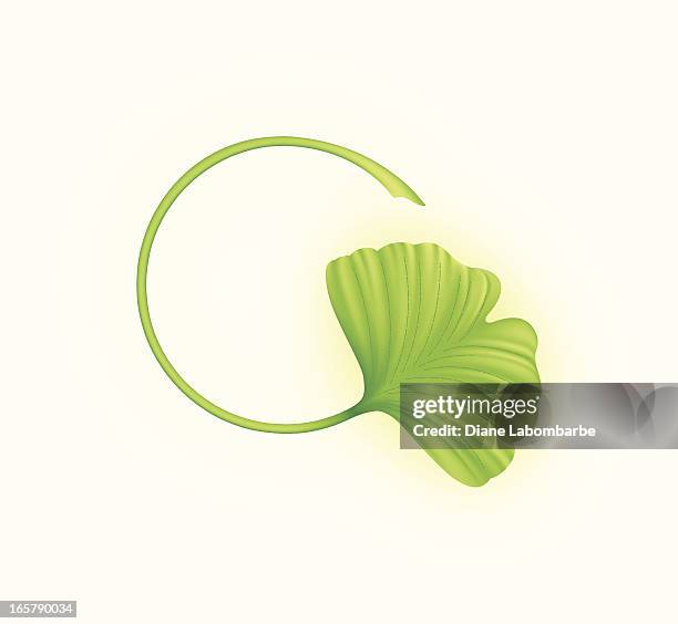 stockillustraties, clipart, cartoons en iconen met ginkgo leaf - ginkgo