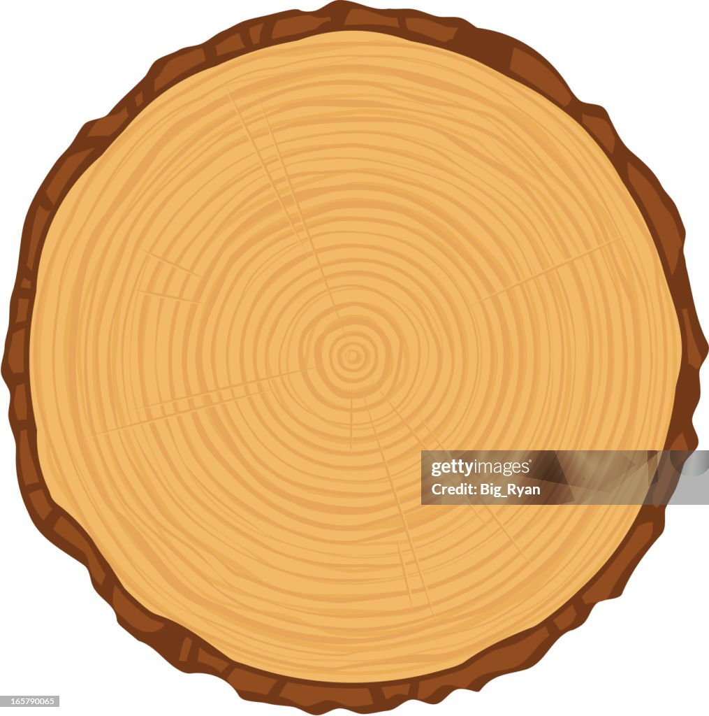 Tree Rings Graphic Key Tree Rings High-Res Vector Graphic - Getty Images