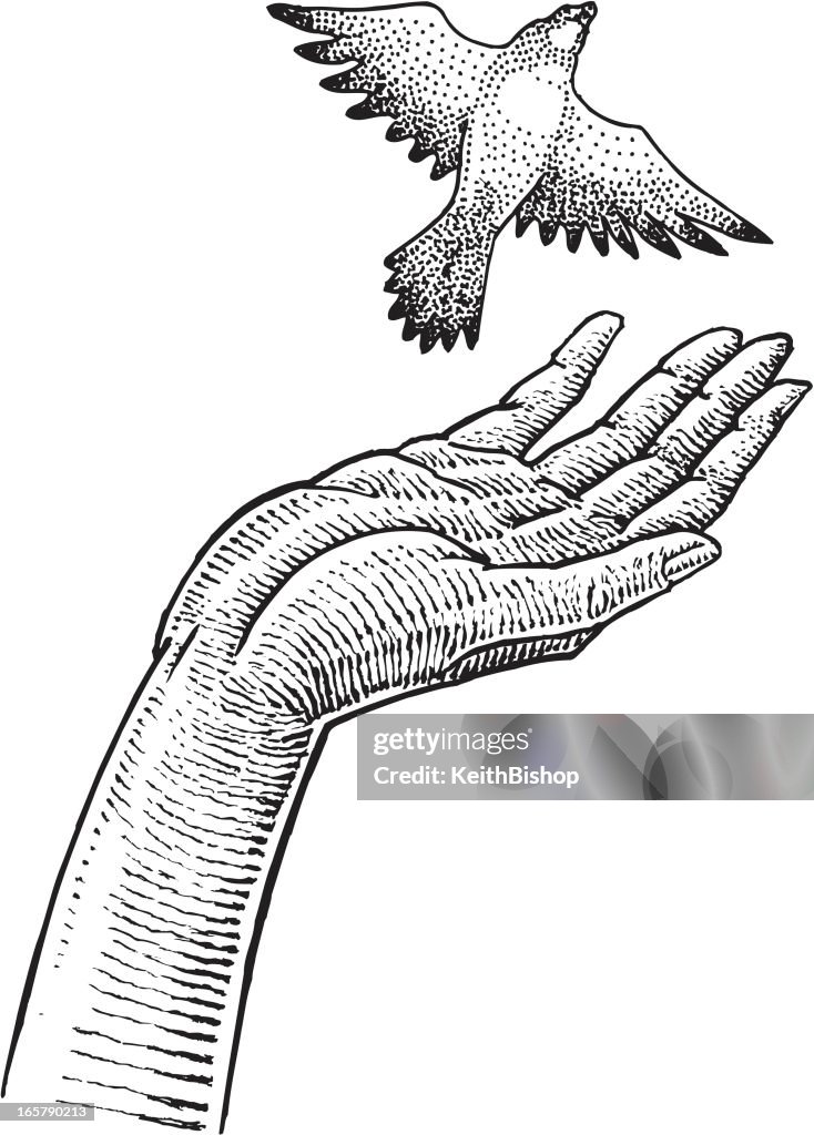 Getting Freedom Drawing Freedom Drawings Birds