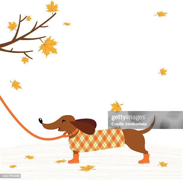dackel hund in jacke - herbst hund stock-grafiken, -clipart, -cartoons und -symbole