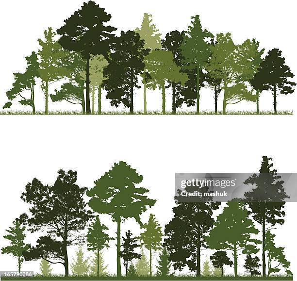Conifer Tree Vector Illustration Of A Conifer Tree In Forest High-Res Vector Graphic ...