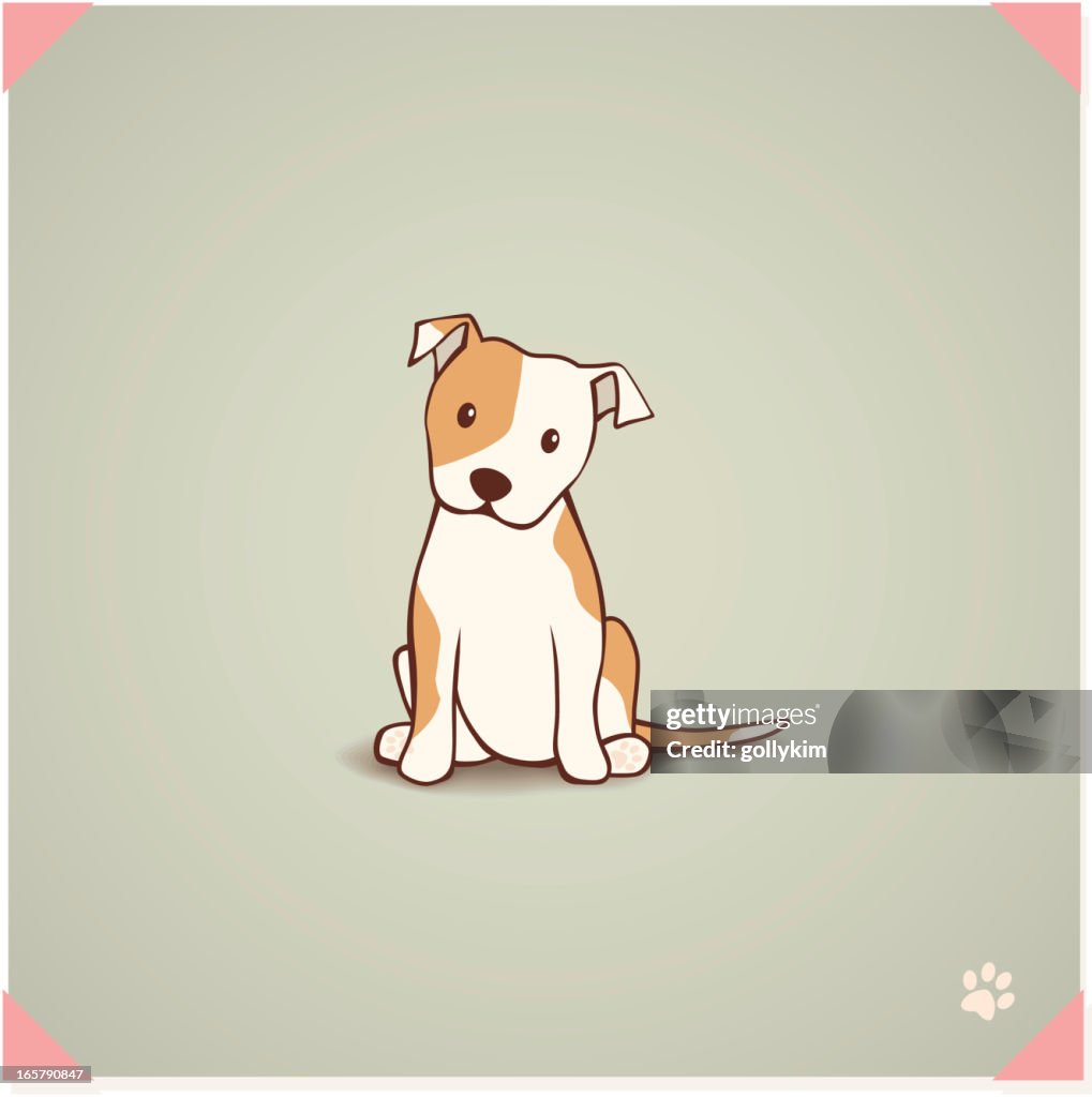 Staffordshire Bull Terrier cachorrinho