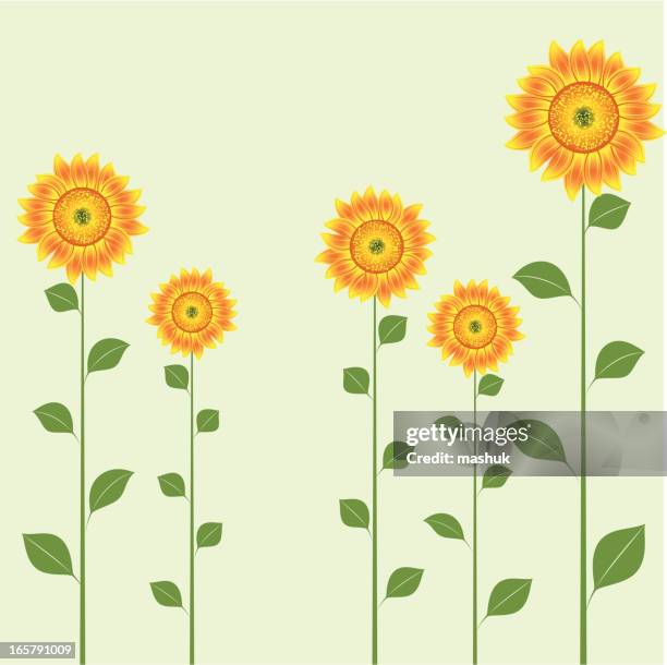 sunflower field - sunflower stock illustrations