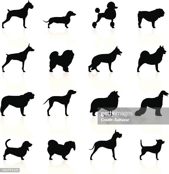 ilustraciones, imágenes clip art, dibujos animados e iconos de stock de negro símbolos de perros - chihuahua