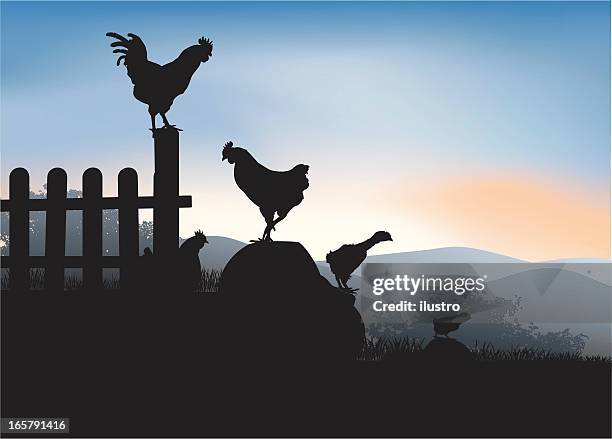 generations - chicken farm stock illustrations