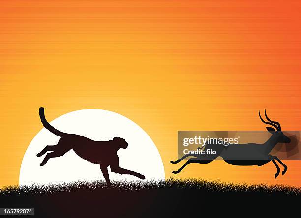 ilustraciones, imágenes clip art, dibujos animados e iconos de stock de guepardo africano y el antelope - mamífero ungulado
