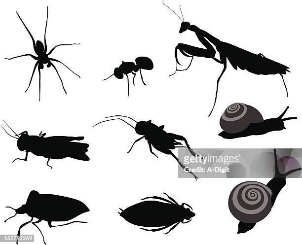 bugs bugs vector silhouette - belostomatidae stock illustrations