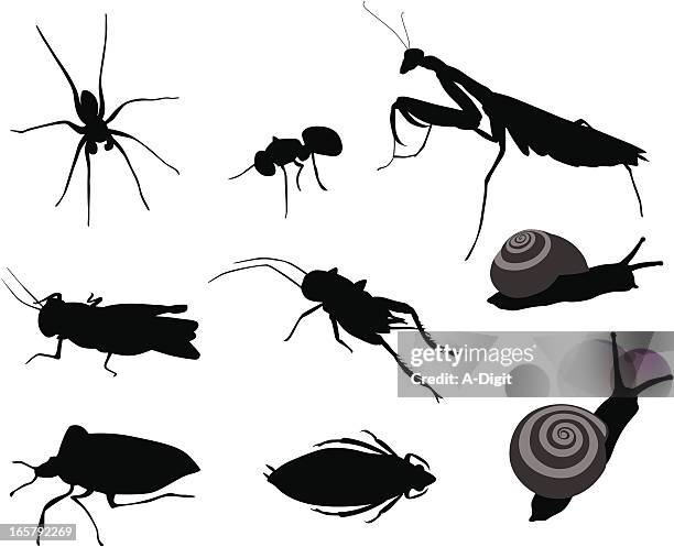 bugs bugs vector silhouette - belostomatidae 幅插畫檔、美工圖案、卡通及圖標