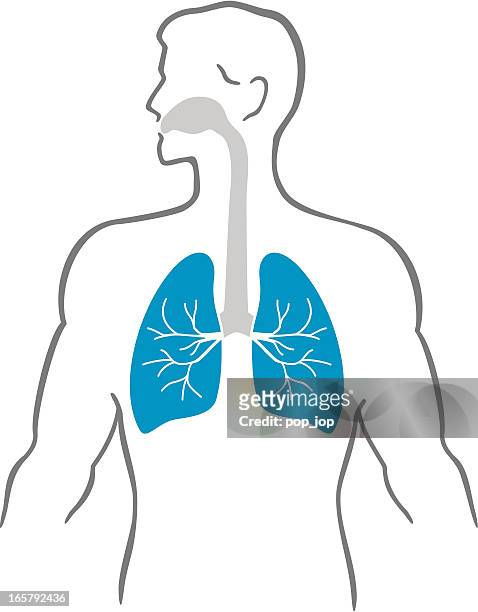 lungs and human body - respiratory system 幅插畫檔、美工圖案、卡通及圖標