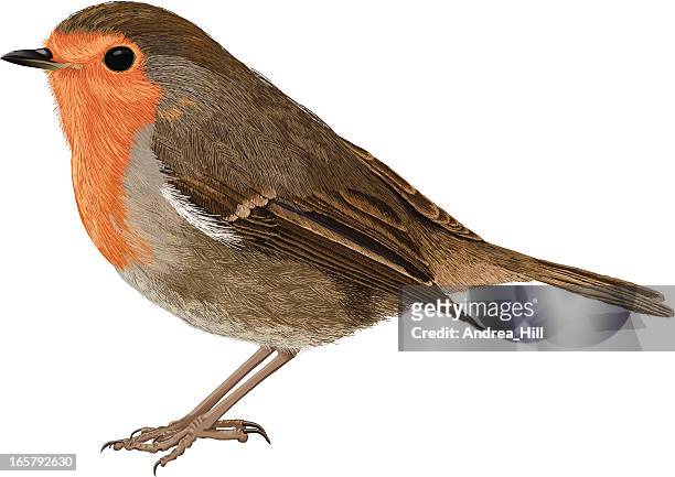 1,892 Of Red Robin Birds Photos and Premium High Res Pictures - Getty Images