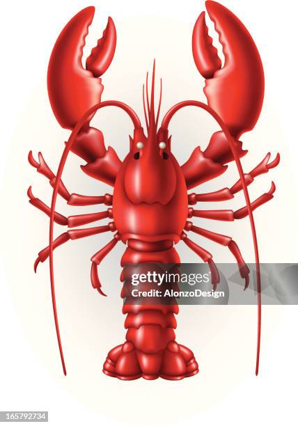 illustration of a red lobster on a white background - lobster stock illustrations