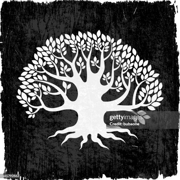 Maple Tree Roots Vector Maple Tree With Roots Photos and Premium High Res Pictures - Getty Images