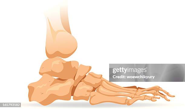 große bones - foot bones stock-grafiken, -clipart, -cartoons und -symbole