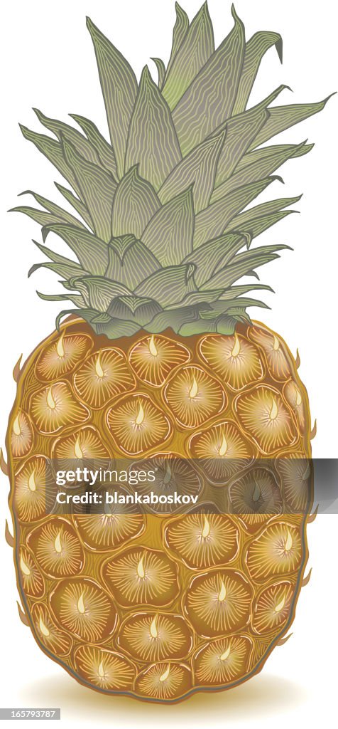 Pineapple