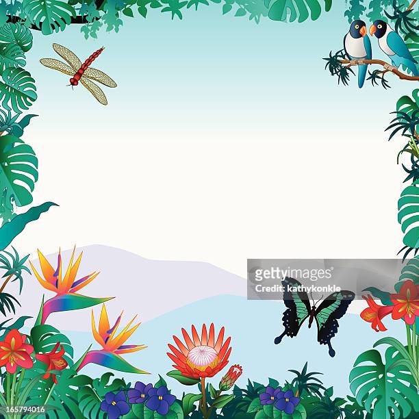 ilustrações, clipart, desenhos animados e ícones de fronteira tropical, com espaço para texto - periquito australiano