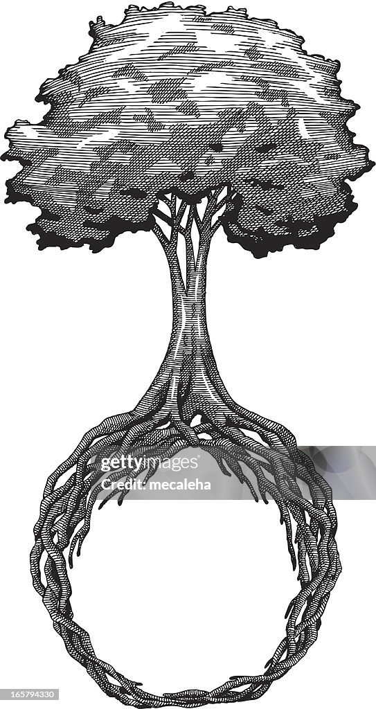 False Roots Drawing Roots Drawing Vector