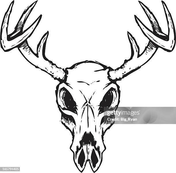 sketchy deer skull - deer skull stock illustrations